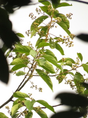 Nectandra acutifolia