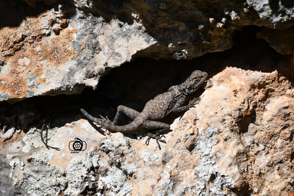 Large-headed Rock Agama