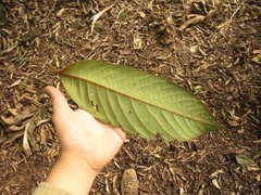 Annona cherimolioides