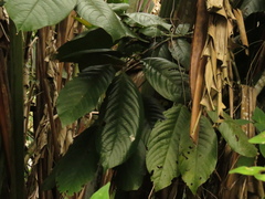 Annona cherimolioides