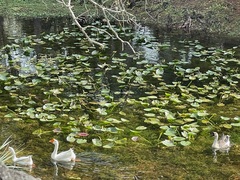 Anser cygnoides domesticus