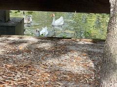 Anser cygnoides domesticus