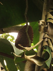 Annona cherimolioides