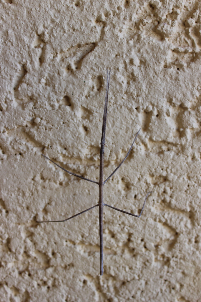 Lobed-abdomen Stick Insect