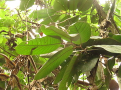 Annona cherimolioides