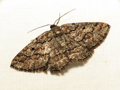 Pterospoda nigrescens
