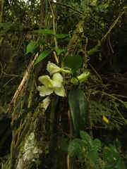 Rodriguezia granadensis