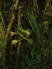 Rodriguezia granadensis