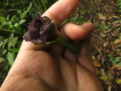 Mandevilla veraguasensis