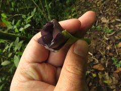 Mandevilla veraguasensis