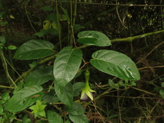 Mandevilla veraguasensis