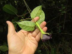 Mandevilla veraguasensis