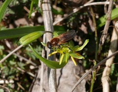 Cheilosia grossa