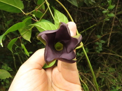 Mandevilla veraguasensis