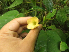 Mandevilla speciosa