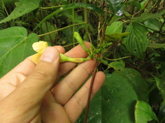 Mandevilla speciosa