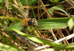Eristalinus modestus