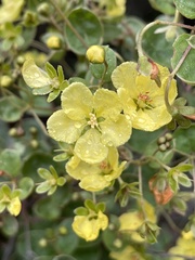 Sphedamnocarpus pruriens