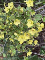 Sphedamnocarpus pruriens