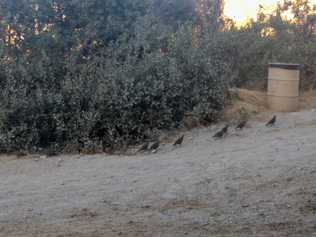 Catalina California Quail