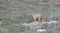 Canis aureus syriacus
