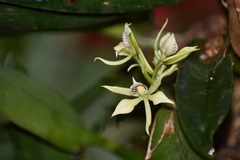 Prosthechea radiata