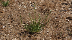 Pectocarya peninsularis