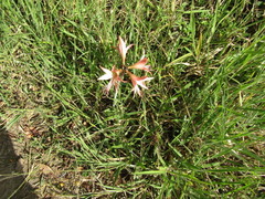 Hippeastrum stylosum