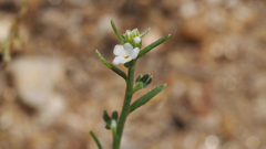 Pectocarya peninsularis