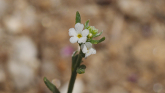 Pectocarya peninsularis