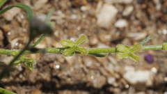 Pectocarya peninsularis