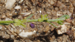 Pectocarya peninsularis