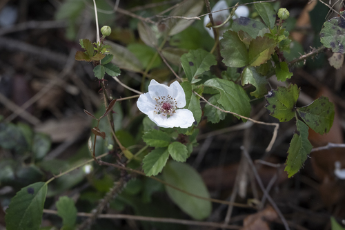 Rubus image