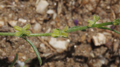 Pectocarya peninsularis