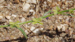 Pectocarya peninsularis
