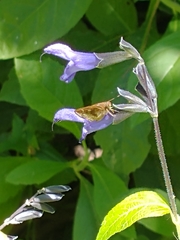 Cymaenes odilia