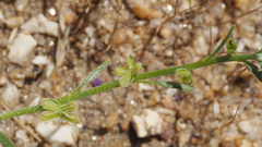 Pectocarya peninsularis