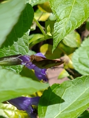 Cymaenes odilia