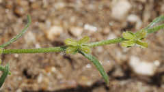 Pectocarya peninsularis