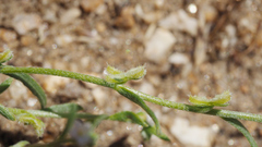Pectocarya peninsularis