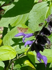 Cymaenes odilia