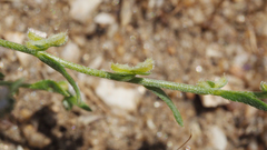 Pectocarya peninsularis