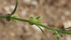 Pectocarya peninsularis