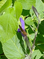 Cymaenes odilia