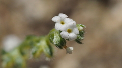 Pectocarya peninsularis