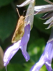 Cymaenes odilia