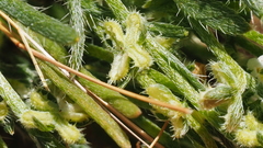 Pectocarya peninsularis