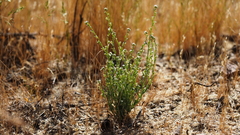 Pectocarya peninsularis