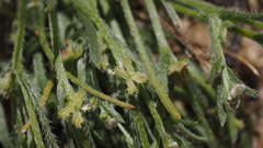 Pectocarya peninsularis