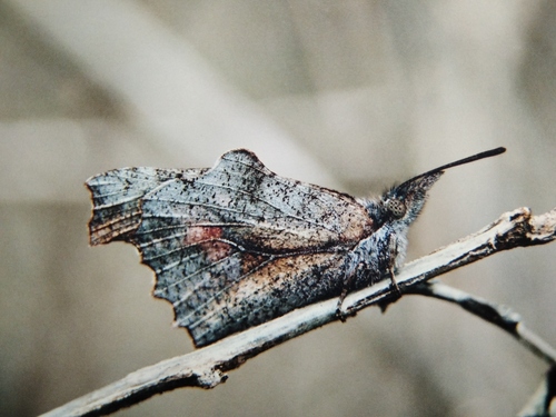 European Beak, photo 3 of 10